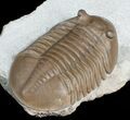 Superb Inch Asaphus Lepidurus Trilobite #6445-2